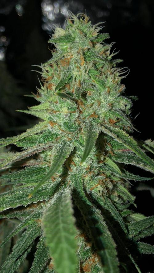 Critical Purple Kush Seedsman Indoor. Week 16