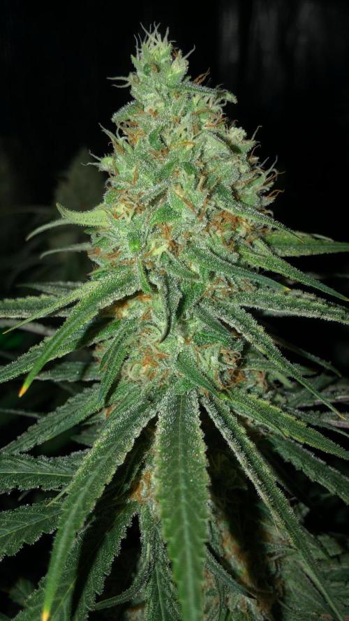Critical Purple Kush Seedsman Indoor. Week 16