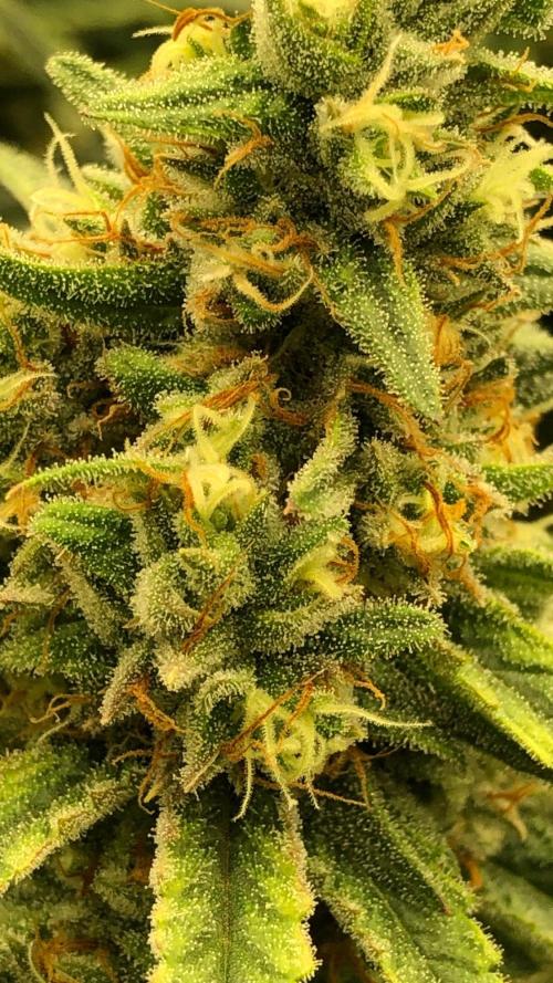 Critical Purple Kush Seedsman Indoor. Week 16