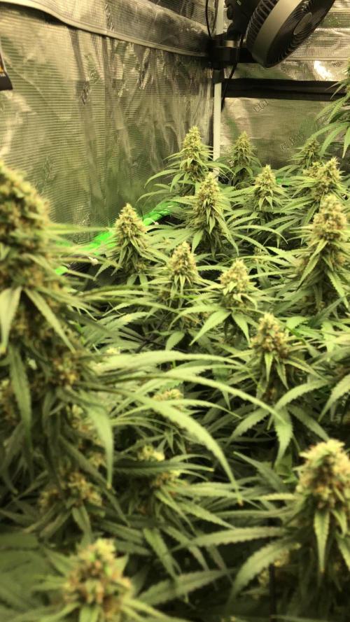 Critical Purple Kush Seedsman Indoor