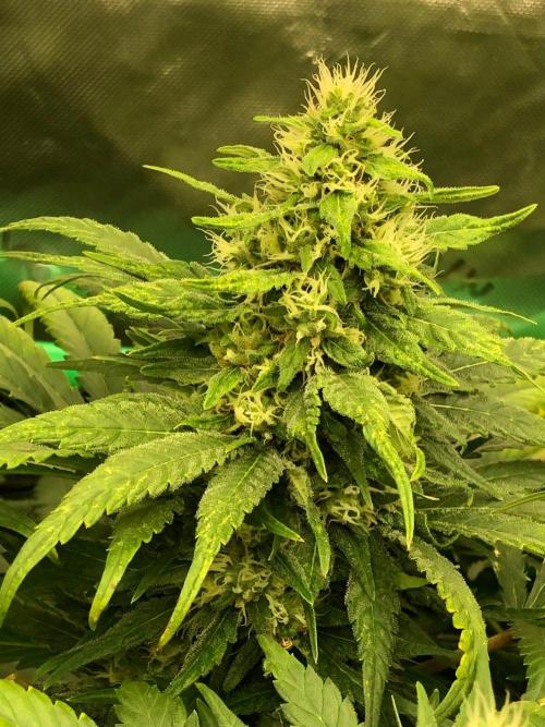 Colombian Jack Kannabia Indoor Spring 26. Week 16