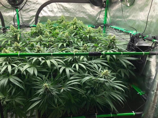Colombian Jack Kannabia Indoor Spring 26. Week 16
