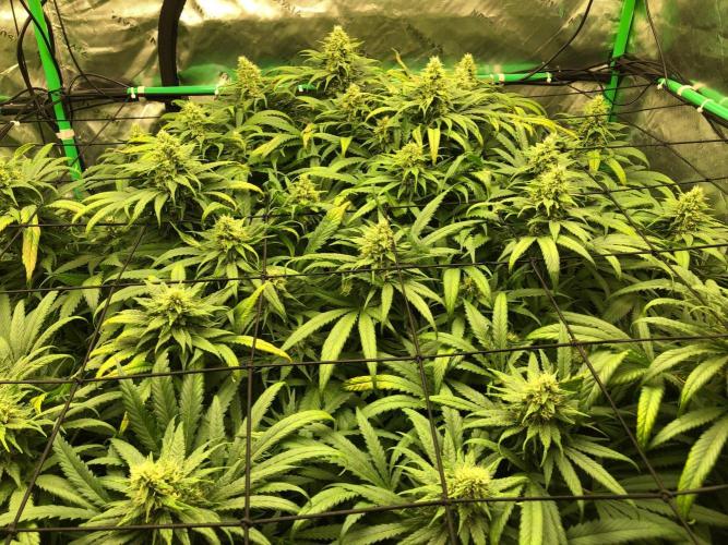 Colombian Jack Kannabia Indoor Spring 26. Week 16