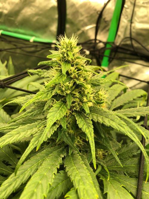 Colombian Jack Kannabia Indoor Spring 26. Week 16