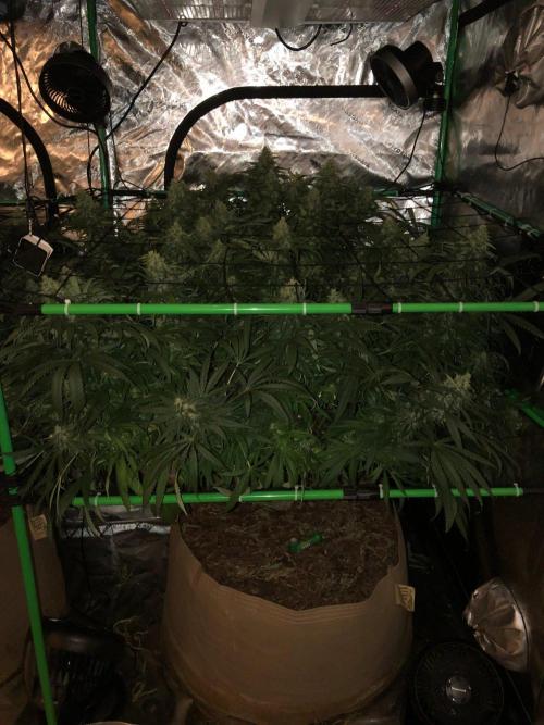 Colombian Jack Kannabia Indoor Spring 26. Week 16