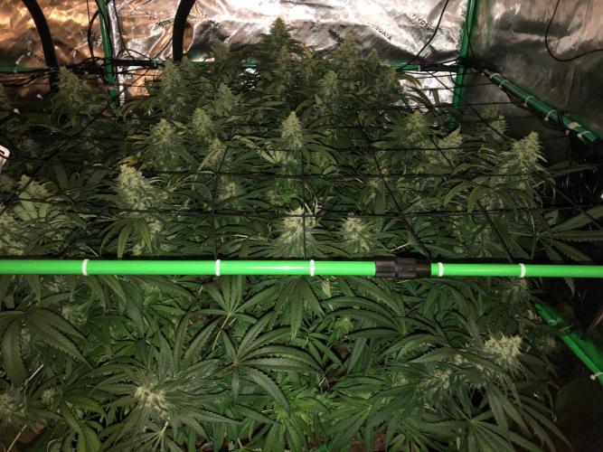 Colombian Jack Kannabia Indoor Spring 26. Week 16