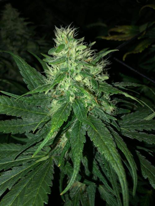 Colombian Jack Kannabia Indoor Spring 26. Week 16