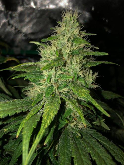 Colombian Jack Kannabia Indoor Spring 26. Week 16
