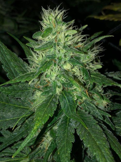 Colombian Jack Kannabia Indoor Spring 26. Week 16