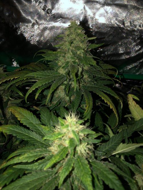 Colombian Jack Kannabia Indoor Spring 26. Week 16