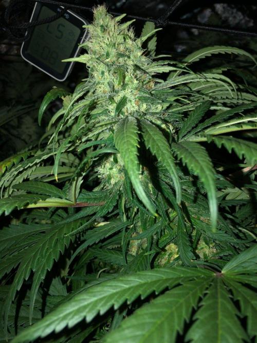 Colombian Jack Kannabia Indoor Spring 26. Week 16