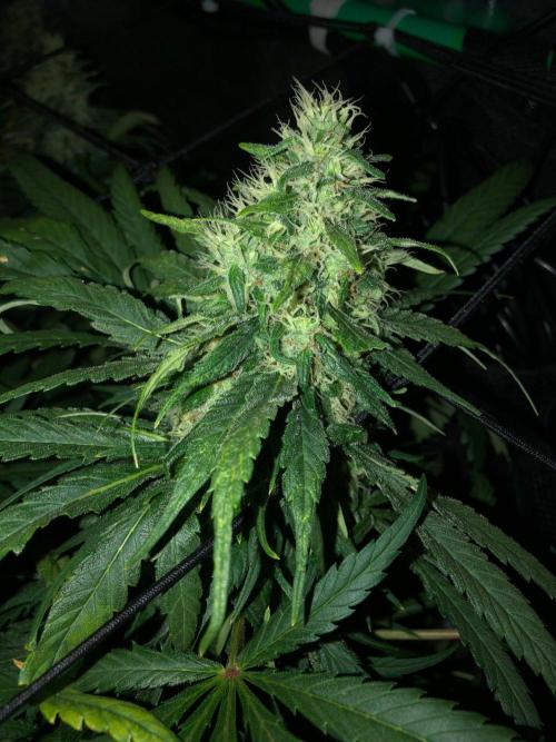 Colombian Jack Kannabia Indoor Spring 26. Week 16