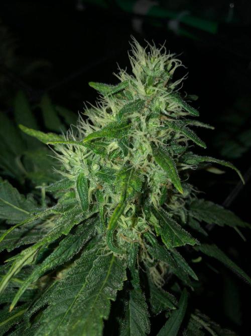 Colombian Jack Kannabia Indoor Spring 26. Week 16