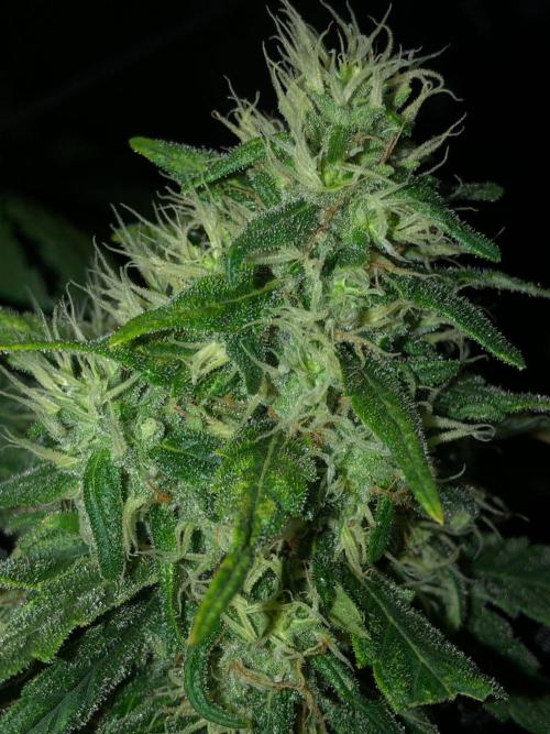 Colombian Jack Kannabia Indoor Spring 26. Week 16