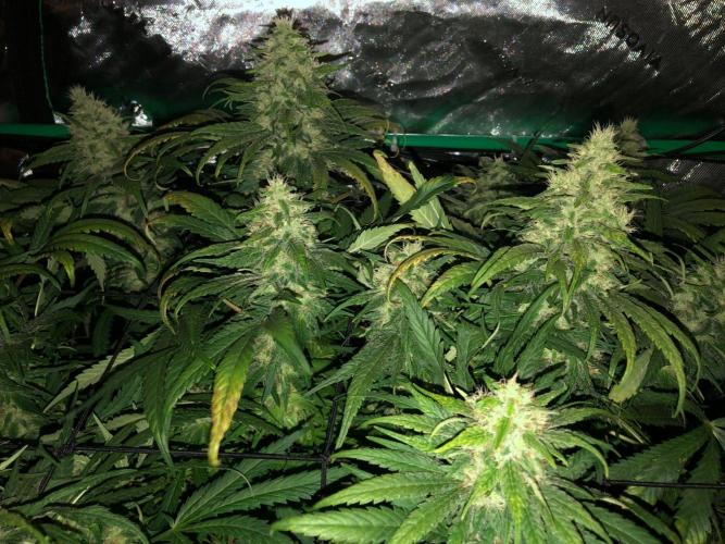 Colombian Jack Kannabia Indoor Spring 26. Week 16