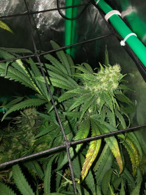 Colombian Jack Kannabia Indoor Spring 26. Week 16