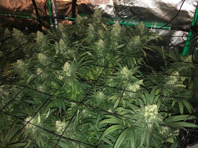 Colombian Jack Kannabia Indoor Spring 26. Week 16