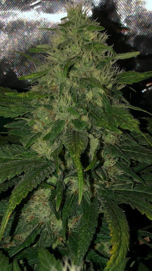 Colombian Jack Kannabia Indoor Spring 26. Week 16