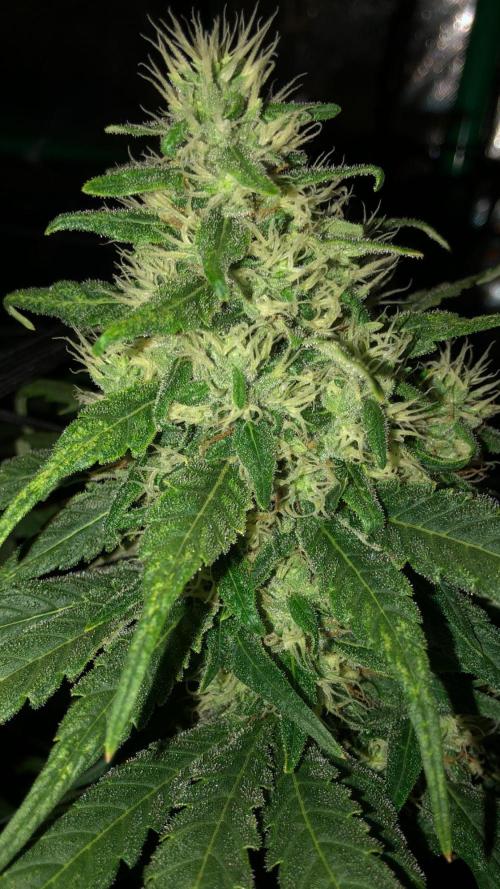 Colombian Jack Kannabia Indoor Spring 26. Week 16