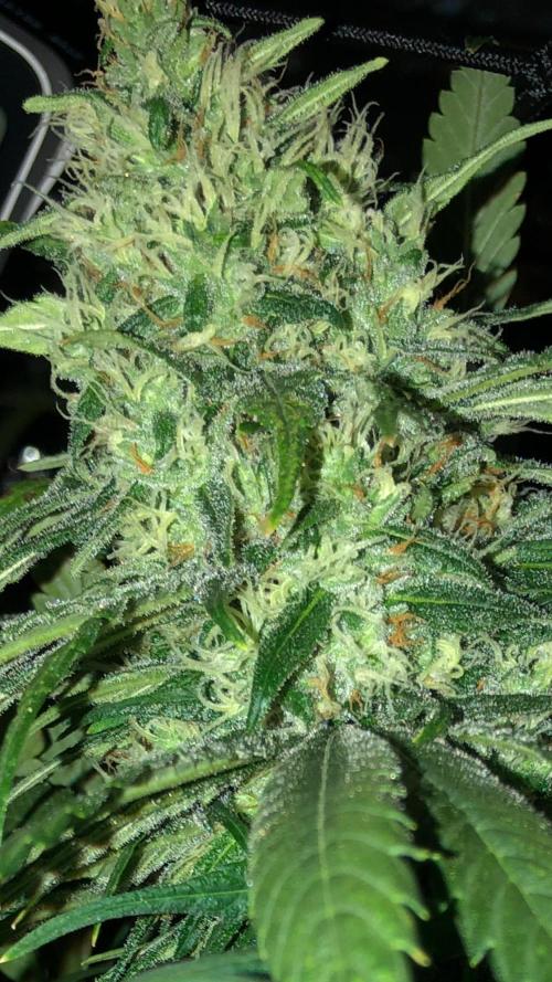 Colombian Jack Kannabia Indoor Spring 26. Week 16