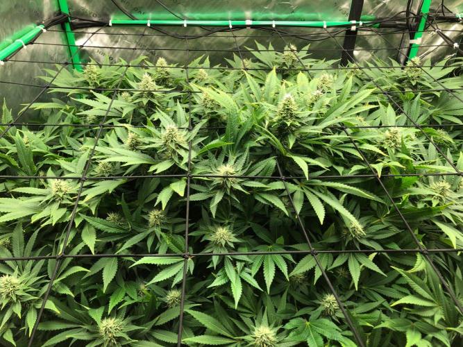Karibbean Mango Indoor Spring 26. Week 15