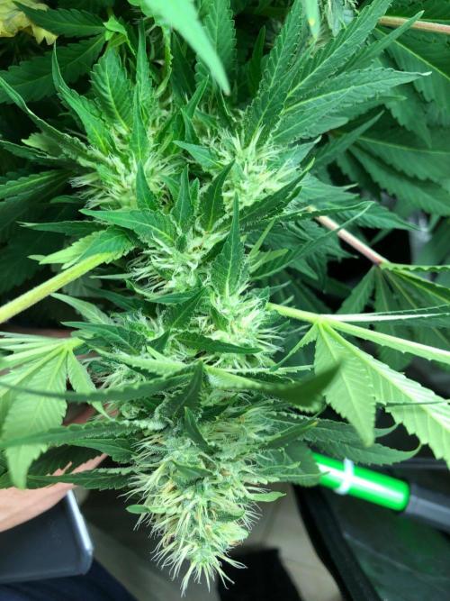 Karibbean Mango Indoor Spring 26. Week 15
