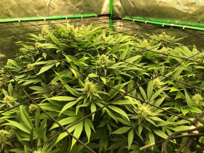 Karibbean Mango Indoor Spring 26. Week 15