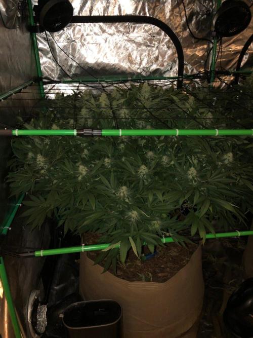 Karibbean Mango Indoor Spring 26. Week 15