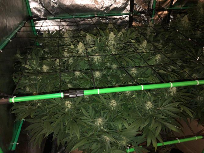 Karibbean Mango Indoor Spring 26. Week 15