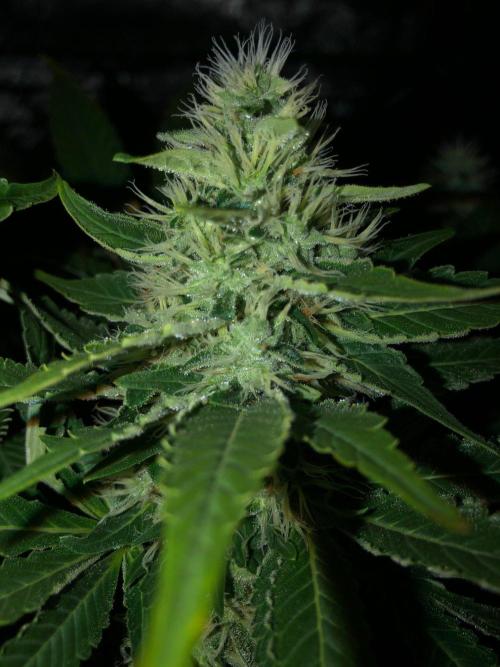 Karibbean Mango Indoor Spring 26. Week 15