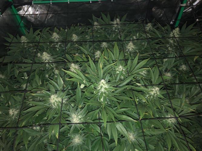 Karibbean Mango Indoor Spring 26. Week 15