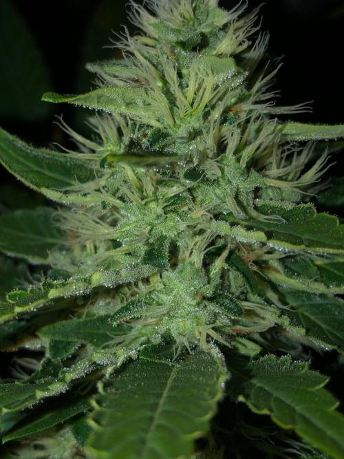 Karibbean Mango Indoor Spring 26. Week 15