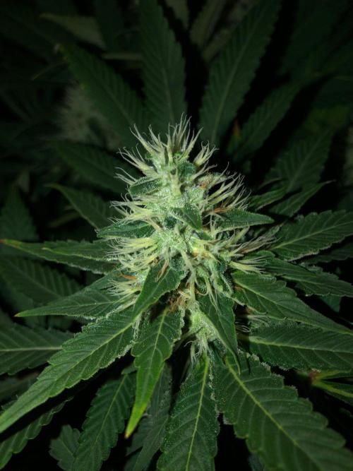 Karibbean Mango Indoor Spring 26. Week 15