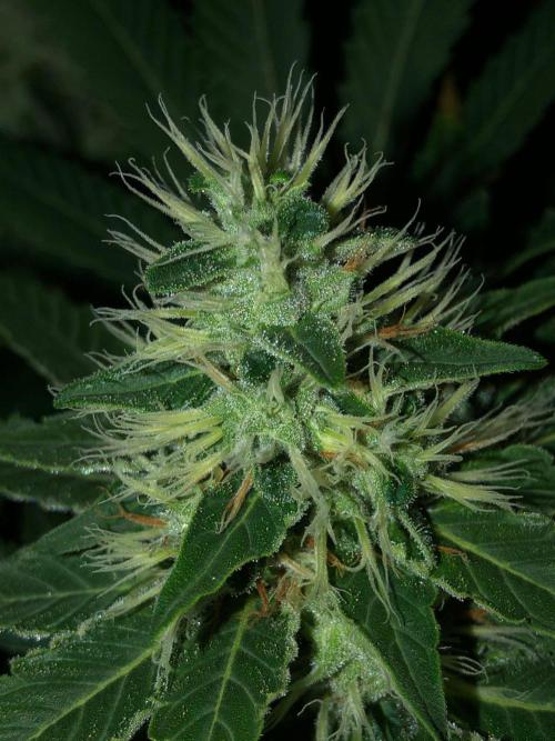 Karibbean Mango Indoor Spring 26. Week 15