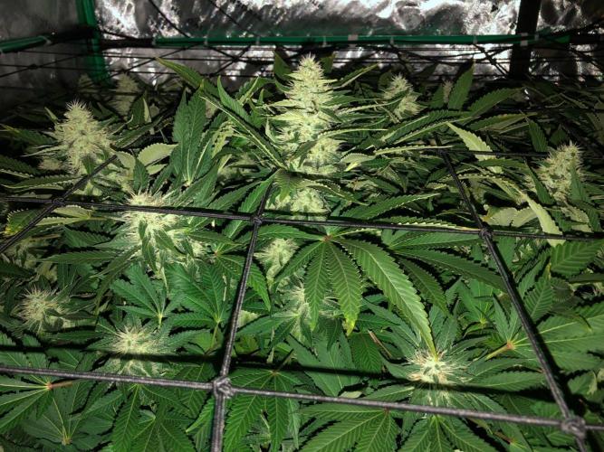 Karibbean Mango Indoor Spring 26. Week 15