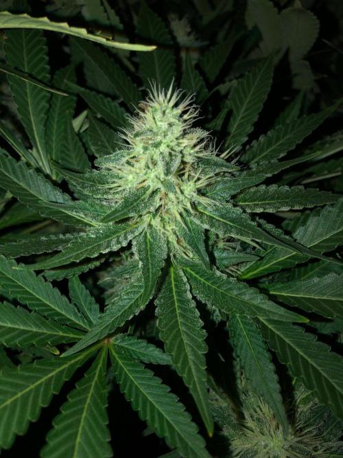 Karibbean Mango Indoor Spring 26. Week 15
