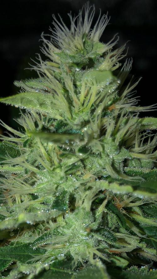 Karibbean Mango Indoor Spring 26. Week 15