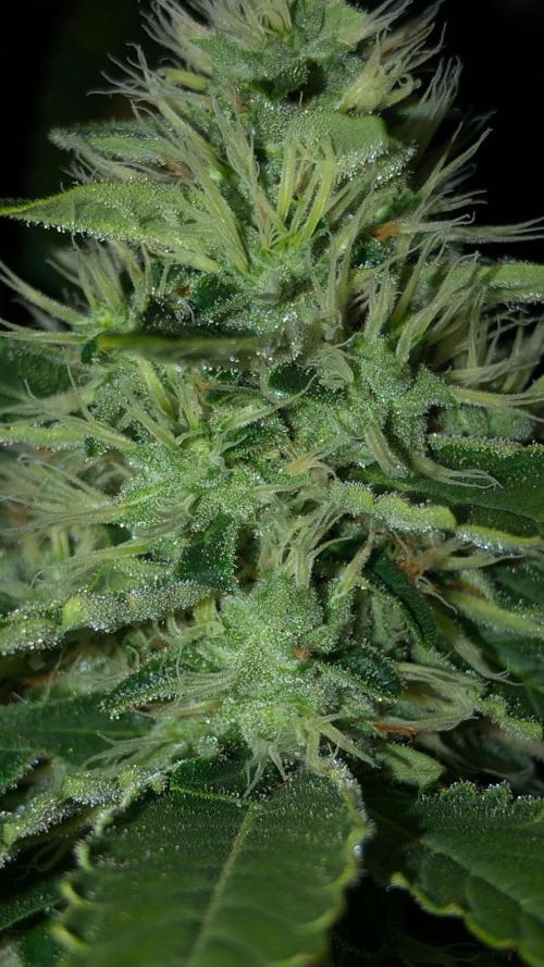 Karibbean Mango Indoor Spring 26. Week 15