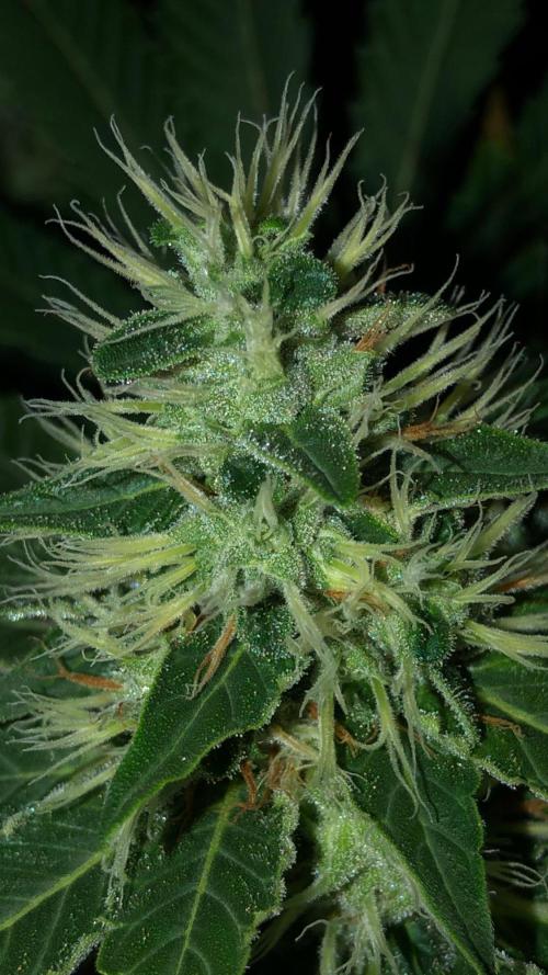 Karibbean Mango Indoor Spring 26. Week 15