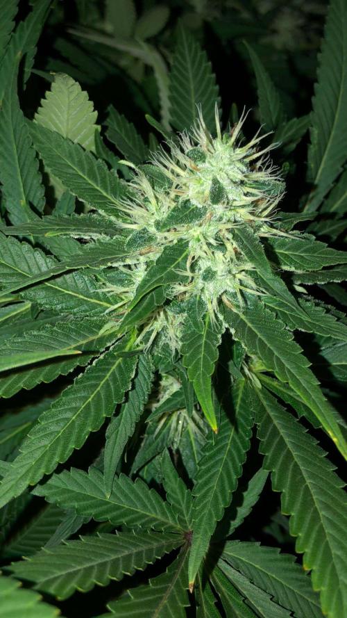Karibbean Mango Indoor Spring 26. Week 15