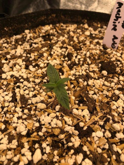 Mikromachine Auto Indoor Late Summer. Week 1