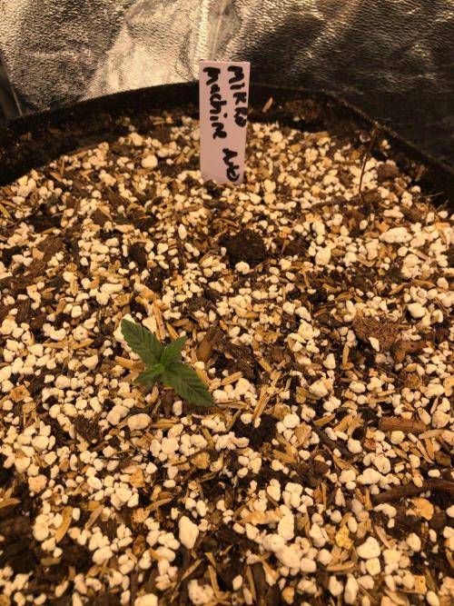 Mikromachine Auto Indoor Late Summer. Week 1