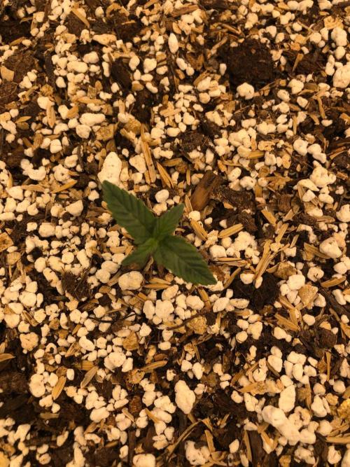 Mikromachine Auto Indoor Late Summer. Week 1