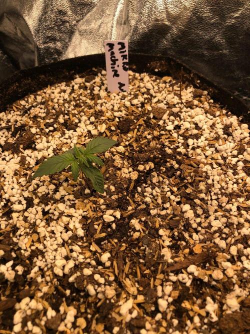 Mikromachine Auto Indoor Late Summer. Week 1
