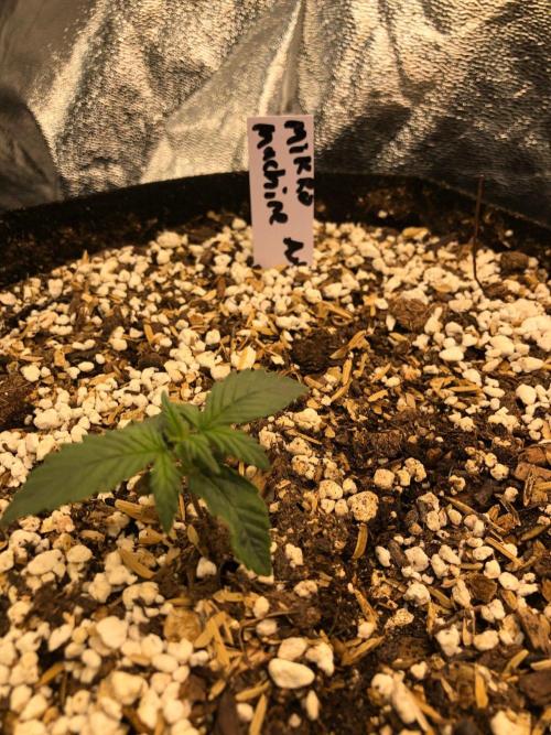 Mikromachine Auto Indoor Late Summer. Week 1