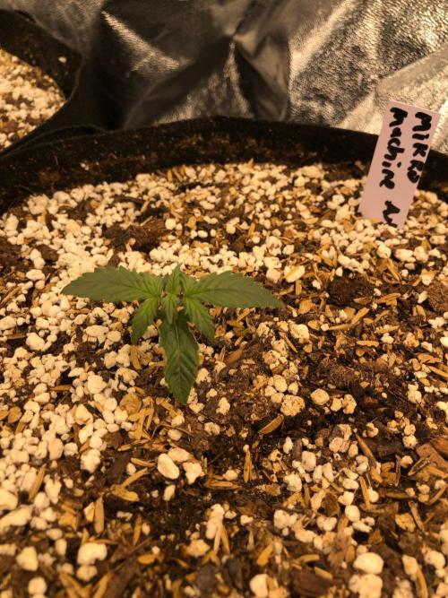 Mikromachine Auto Indoor Late Summer. Week 1