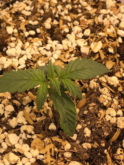Mikromachine Auto Indoor Late Summer. Week 1