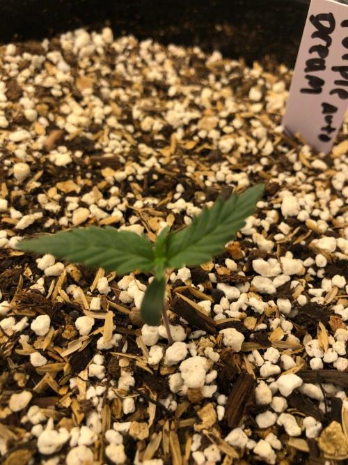Purple Dream Auto Indoor Late Summer. Week 1