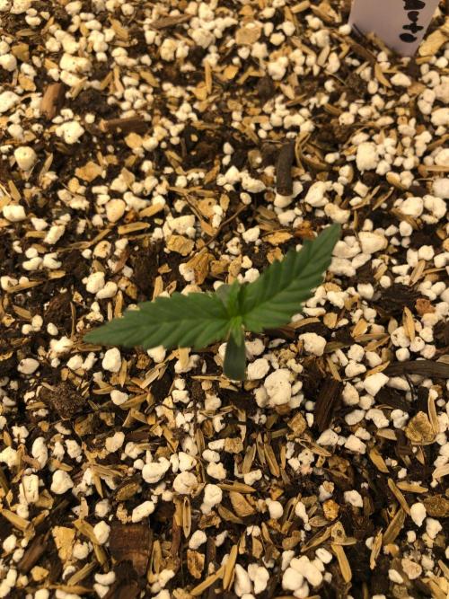 Purple Dream Auto Indoor Late Summer. Week 1