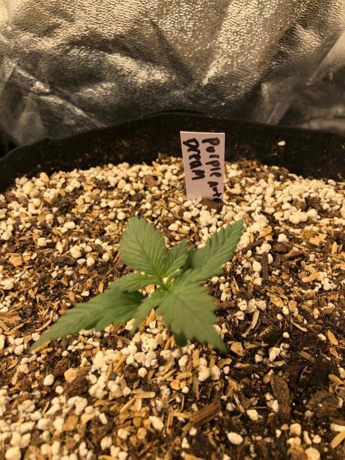 Purple Dream Auto Indoor Late Summer. Week 1